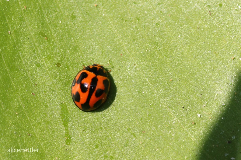 Australischer Marienkäfer (Coelophora inaequalis)